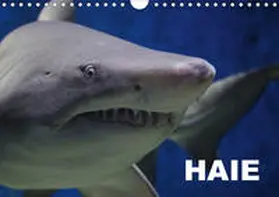 Stanzer |  Haie (Wandkalender 2020 DIN A4 quer) | Sonstiges |  Sack Fachmedien