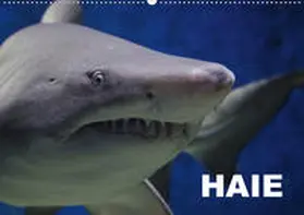 Stanzer | Haie (Wandkalender 2020 DIN A2 quer) | Sonstiges | 978-3-670-77224-8 | www2.sack.de