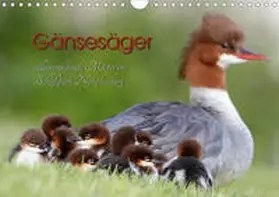 Gebert |  Gänsesäger - alleinerziehende Mütter im Schloßpark Nymphenburg (Wandkalender 2020 DIN A4 quer) | Sonstiges |  Sack Fachmedien