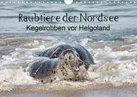 Quentin |  Raubtier der Nordsee - Kegelrobben vor Helgoland (Wandkalender 2020 DIN A4 quer) | Sonstiges |  Sack Fachmedien