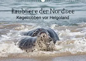Quentin |  Raubtier der Nordsee - Kegelrobben vor Helgoland (Wandkalender 2020 DIN A3 quer) | Sonstiges |  Sack Fachmedien