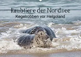 Quentin |  Raubtier der Nordsee - Kegelrobben vor Helgoland (Wandkalender 2020 DIN A2 quer) | Sonstiges |  Sack Fachmedien