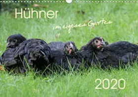 Stephan |  Hühner im eigenen Garten (Wandkalender 2020 DIN A3 quer) | Sonstiges |  Sack Fachmedien