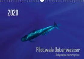 Weber-Gebert |  Pilotwale Unterwasser - Globicephala macrorhynchus (Wandkalender 2020 DIN A3 quer) | Sonstiges |  Sack Fachmedien