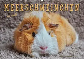 Roder |  Meerschweinchen - so süß (Wandkalender 2020 DIN A2 quer) | Sonstiges |  Sack Fachmedien