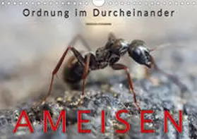 Roder |  Ameisen - Ordnung im Durcheinander (Wandkalender 2020 DIN A4 quer) | Sonstiges |  Sack Fachmedien