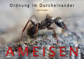 Roder |  Ameisen - Ordnung im Durcheinander (Wandkalender 2020 DIN A2 quer) | Sonstiges |  Sack Fachmedien