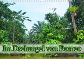 Müller | Im Dschungel von Borneo (Wandkalender 2020 DIN A3 quer) | Sonstiges | 978-3-671-13369-7 | sack.de