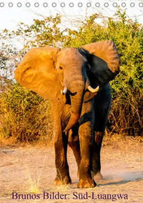 Pohl |  Brunos Bilder: Süd-Luangwa (Tischkalender 2020 DIN A5 hoch) | Sonstiges |  Sack Fachmedien