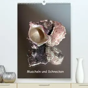 Daus |  Muscheln und Schnecken(Premium, hochwertiger DIN A2 Wandkalender 2020, Kunstdruck in Hochglanz) | Sonstiges |  Sack Fachmedien