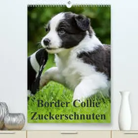 Mayer |  Border Collie Zuckerschnuten(Premium, hochwertiger DIN A2 Wandkalender 2020, Kunstdruck in Hochglanz) | Sonstiges |  Sack Fachmedien