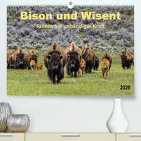 Roder |  Bison und Wisent - Riesen mit unbändiger Kraft(Premium, hochwertiger DIN A2 Wandkalender 2020, Kunstdruck in Hochglanz) | Sonstiges |  Sack Fachmedien