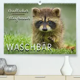 Roder |  Waschbär - Niedlicher Allesfresser(Premium, hochwertiger DIN A2 Wandkalender 2020, Kunstdruck in Hochglanz) | Sonstiges |  Sack Fachmedien