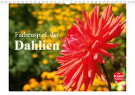 Busch |  Farbenspiel der Dahlien (Wandkalender 2021 DIN A4 quer) | Sonstiges |  Sack Fachmedien
