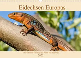 Simlinger |  Eidechsen Europas (Wandkalender immerwährend DIN A3 quer) | Sonstiges |  Sack Fachmedien