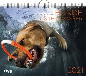 Casteel |  Hunde unter Wasser 2021 | Sonstiges |  Sack Fachmedien