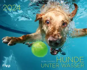 Casteel |  Hunde unter Wasser 2024 | Sonstiges |  Sack Fachmedien