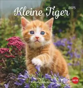 Katzen Postkartenkalender Kleine Tiger 2025 | Sonstiges | 978-3-7564-0702-6 | www2.sack.de