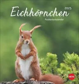  Eichhörnchen Postkartenkalender 2025 | Sonstiges |  Sack Fachmedien