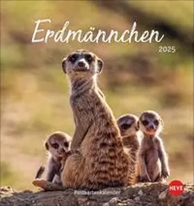  Erdmännchen Postkartenkalender 2025 | Sonstiges |  Sack Fachmedien