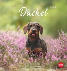 Heye |  Dackel Postkartenkalender 2026 | Sonstiges |  Sack Fachmedien