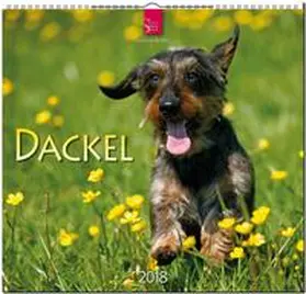 DACKEL | Sonstiges | 978-3-8003-5768-0 | www2.sack.de