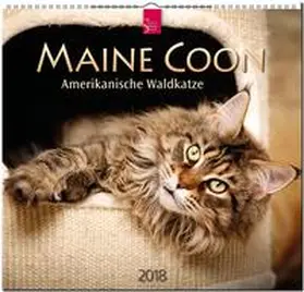 MAINE COON - Amerikanische Waldkatze | Sonstiges | 978-3-8003-5776-5 | sack.de