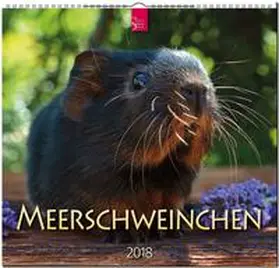 MEERSCHWEINCHEN | Sonstiges | 978-3-8003-5778-9 | sack.de