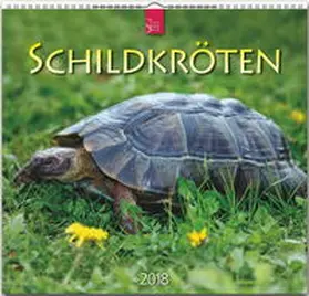 SCHILDKRÖTEN | Sonstiges | 978-3-8003-5789-5 | www2.sack.de