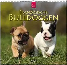 Hutfluss |  Französische Bulldoggen 2021 | Sonstiges |  Sack Fachmedien