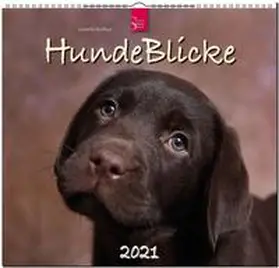  HundeBlicke 2021 | Sonstiges |  Sack Fachmedien