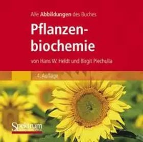 Heldt / Piechulla |  Die Abbildungen des Buches "Pflanzenbiochemie" | Sonstiges |  Sack Fachmedien