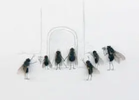 Muhr |  Das geheime Leben der Fliegen | Buch |  Sack Fachmedien