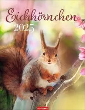  Eichhörnchen Kalender 2025 | Sonstiges |  Sack Fachmedien