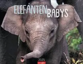 Elefantenbabys Kalender 2025 | Sonstiges | 978-3-8399-0153-3 | www2.sack.de