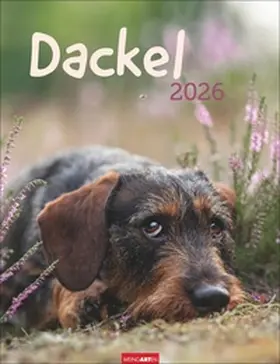 Dackel Kalender 2026 | Sonstiges | 978-3-8399-0217-2 | www2.sack.de