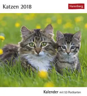 Katzen - Kalender 2018 | Sonstiges | 978-3-8400-1634-9 | sack.de
