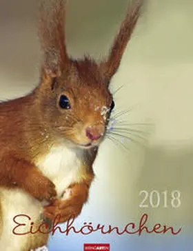 Eichhörnchen - Kalender 2018 | Sonstiges | 978-3-8400-7035-8 | www2.sack.de