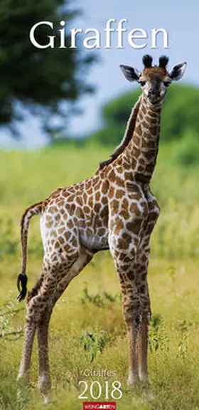 Giraffen - Kalender 2018 | Sonstiges | 978-3-8400-7115-7 | sack.de