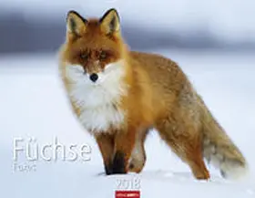 Füchse - Kalender 2018 | Sonstiges | 978-3-8400-7161-4 | sack.de