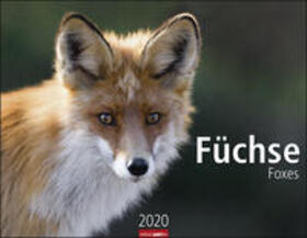 Weingarten |  Füchse - Kalender 2020 | Sonstiges |  Sack Fachmedien