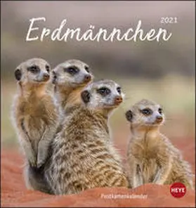 Heye | Erdmännchen 2021 Postkartenkalender | Sonstiges | 978-3-8401-7716-3 | sack.de