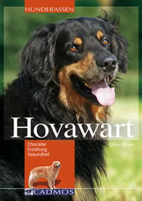 Stickel |  Hovawart | Buch |  Sack Fachmedien