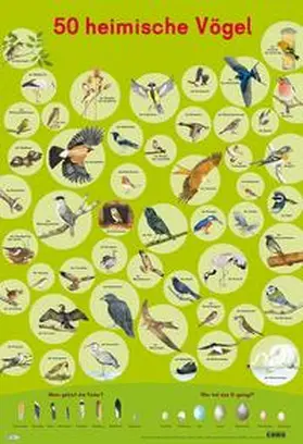  Mein Lernposter: 50 Heimische Vögel | Sonstiges |  Sack Fachmedien