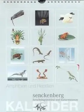 Steininger |  Amphibien und Reptilien | Sonstiges |  Sack Fachmedien