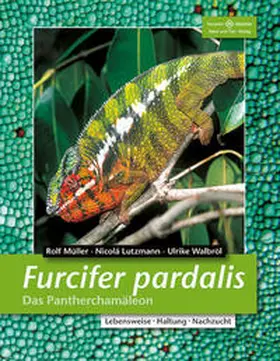Müller / Lutzmann / Walbröl |  Furcifer pardalis. Das Panterchamäleon | Buch |  Sack Fachmedien