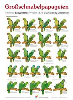 Arndt |  Poster Großschnabelpapageien | Sonstiges |  Sack Fachmedien