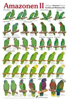 Arndt |  Poster Amazonen (2) | Sonstiges |  Sack Fachmedien