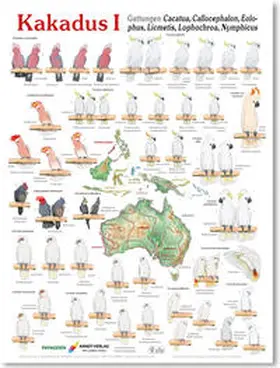 Arndt |  Poster Kakadus 1 | Sonstiges |  Sack Fachmedien