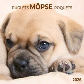  Möpse/Puglets 2026 | Sonstiges |  Sack Fachmedien